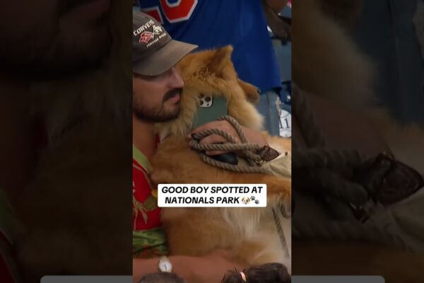 We ❤️ Bark in the Park 🐶 #mlb