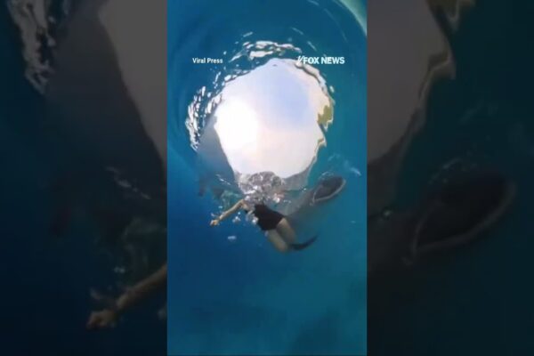 WATCH: Whale shark nearly SWALLOWS snorkeler in the Philippines #shorts